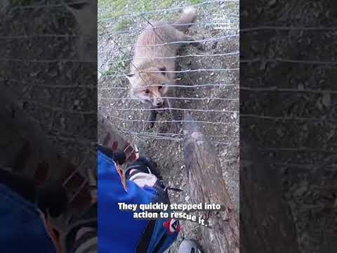 HERO OF THE WEEK  Bikers Save Fox Stuck on Barbed Wire YTS V02