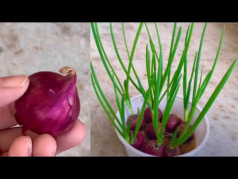 Growing Green Onions With Towel And Water// How To Grow Green Onions At Home // Easy & Simple Method