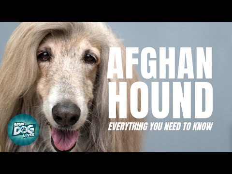 Afghan Hound Dogs 101 | Everything You Need To Know