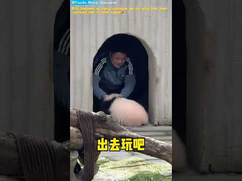 奇三妹很好奇为什么奶爸要把自己关进房间里🤣 Qi Sanmei is very curious as to why her dad locked her in the room🤣#giantpanda