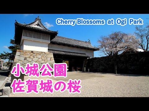 Cherry Blossoms at Ogi Park & Saga Castle with Relaxing Music ( Saga ) / Spectacular Views of Japan