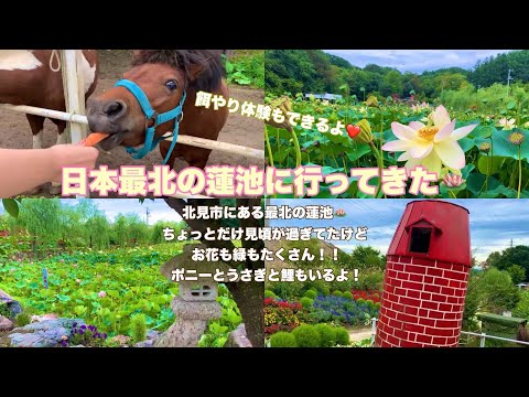 日本最北の蓮池の鏡沼は癒される🪷✨自然豊かで動物にも触れ合える場所❤️❤️