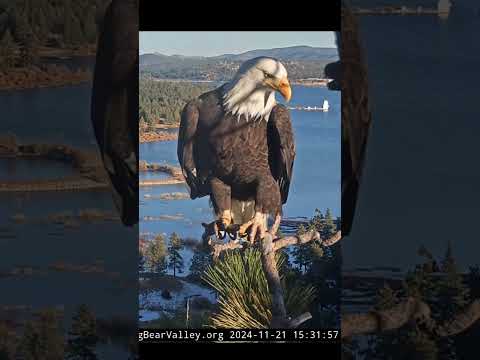 Nov 21, 2024: A front porch moment 🦅