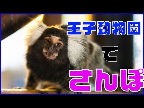 王子動物園おすすめコースでさんぽ