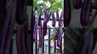 This Is How I Renovate Old Eggplants, Become Green And Produce Lots of Fruits #grow #garden #short