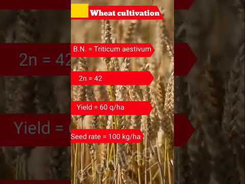 Cultivation of wheat #agriculture  #cultivation