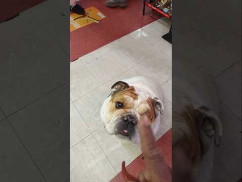 Dog said gimme now #dog #funny #doglover #dogs #dogshorts #youtubeshorts #shortvideo #youtube #pets