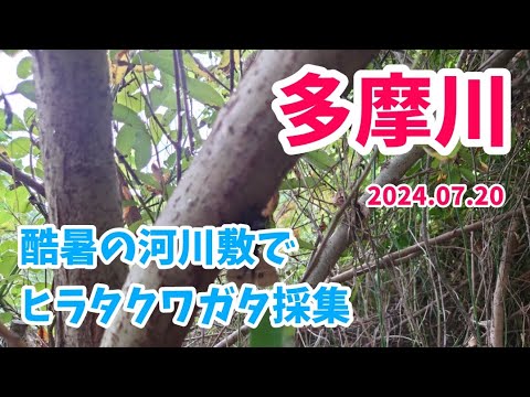 【昆虫採集】多摩川 河川敷 ヒラタクワガタ樹液採集 2024.07.20［ヒラタクワガタ、コクワガタ、ノコギリクワガタ、クワガタ、クワガタ採集、多摩川、川崎］