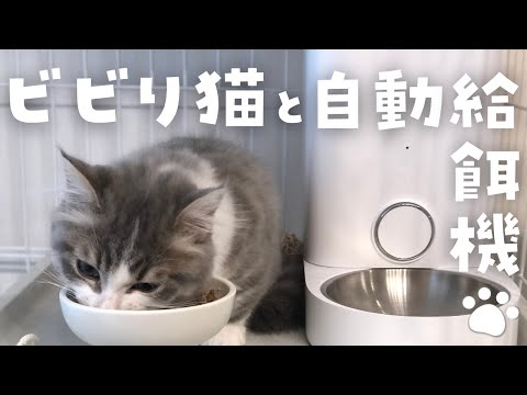 マンチカンの子猫は最新式自動給餌機からのエサを食べるのか？