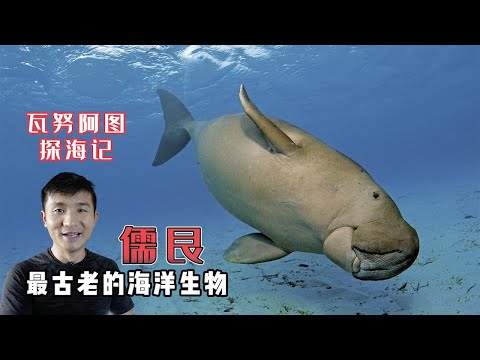 《瓦努阿图》第14集：为了寻找到儒艮，我入住当地最原始的小海岛！#旅行 #环球旅行 #旅行攻略 #瓦努阿图 #儒艮