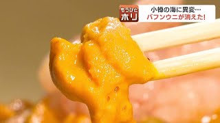 小樽の海から消えたバフンウニ…水揚げ量は例年の１割ほど、価格も上昇で「買う人もきついが、仕入れる側も」 原因は夏の海水温上昇か