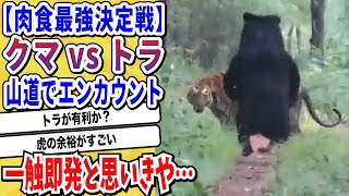 【2ch動物スレ】最強の肉食獣「トラ」くまさんと森でエンカウント→最強決定戦開幕と思いきや…wwwww【なんj/にちゃん 面白いスレ】