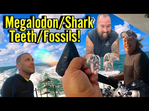 Tons of Fossils and Megalodon Teeth Found in Florida