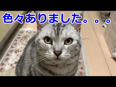 【近況報告】ながーーーい夏休みを頂きました🙇猫のおしゃべりペット