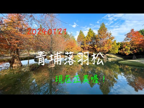 萬ㄟeye台灣20240121虎尾青埔落羽松   4K