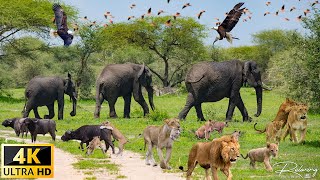 4K African Wildlife & Animals : Discover the amazing beauty of African wildlife | Discovery Channel