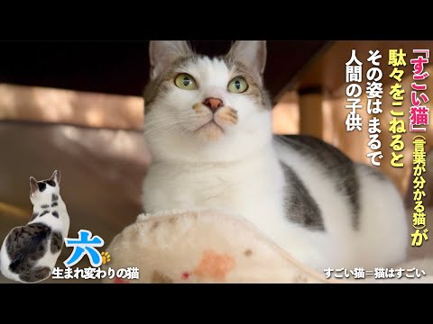 言葉の分かる猫が駄々っ子になると その姿は人間の子供にしか見えない。ある意味「すごい猫」 | [生まれ変わりの猫] 六