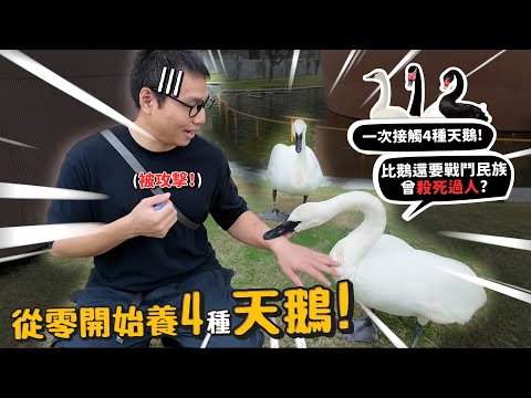 【從零開始養】四種天鵝!!喇叭天鵝會發出喇叭聲!天鵝比鵝還要戰鬥民族!疣鼻天鵝有殺人紀錄!許伯有史以來被打最慘的一次【許伯簡芝】