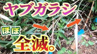 続・ヤブガラシの駆除【やきち流】