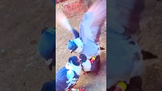 🥰Pigeon love😍 #shorts #shortsfeed #shortvideo #pigeon #kabutartendingvideo #kabutar #birds #pigeon