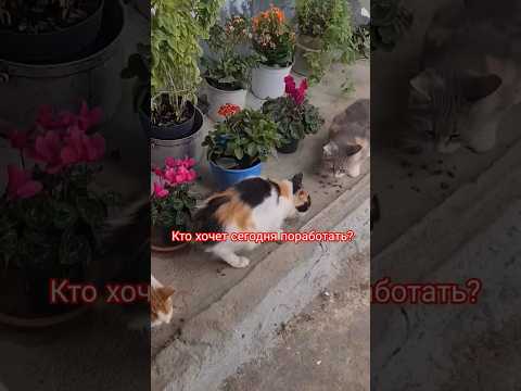 Кто хочет сегодня поработать? #юмор #смешныекотысозвучкой #кошки #cat #прикол #shots #операцияы