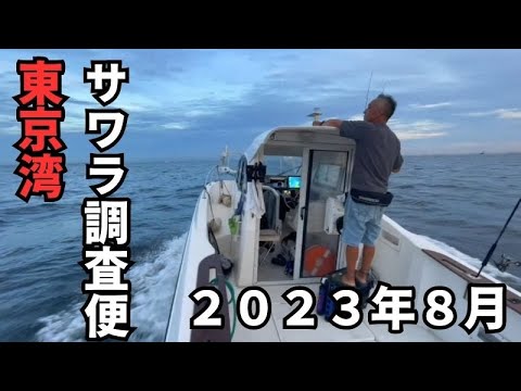 【２０２３年８月】東京湾サワラ・タチウオ調査便　＃サワラ　＃湾奥　＃東京湾　＃タチウオ　＃メタルマジック　　＃ブレードジグ