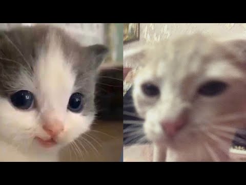 BEST FUNNY MEMES WITH CATS COMPILATION 12