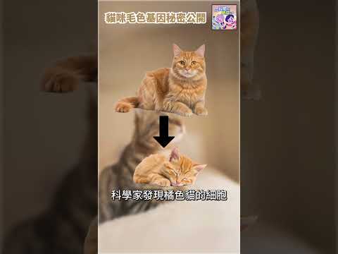 貓咪毛色基因秘密😺｜一分鐘科學新鮮事 EP129 #shorts