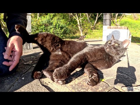 Wary black cats lie down and tease humans