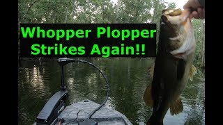 Whopper popper fishing. Gator tail GTR40XD