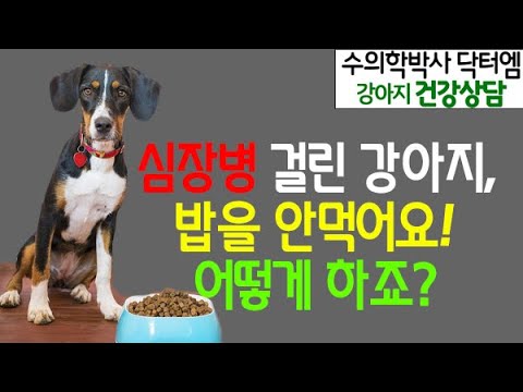 심장병에 걸린 뒤 식욕이 없어진 강아지 어떻게 먹여야 건강하게 키울 수 있을까?-수의학박사 닥터엠의 강아지 119