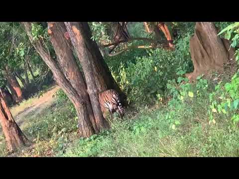 Kanha national park - india Tiger Marking her territory