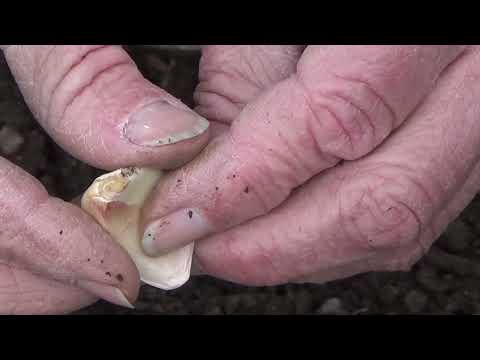 Planting Spring Garlic Cloves And Onion Sets, Can You Plant Garlic Cloves In The Spring