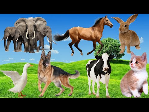 Dogs, Cats, Ducks, Cows, Elephants, Horses, Rabbits...Cute animals