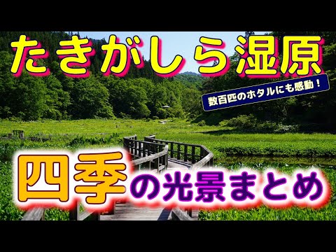 ⭐たきがしら湿原　四季の光景まとめ　「数百匹のホタルに囲まれて」