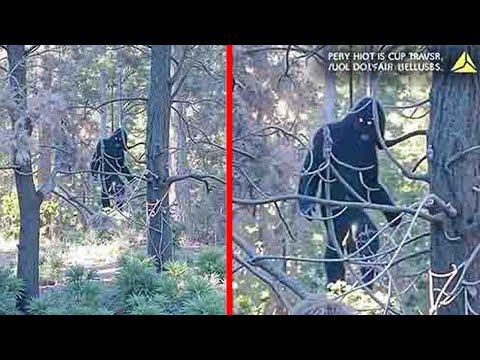 Top 13 Most SHOCKING Bigfoot Videos EVER 2024