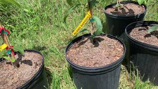 4 Varieties of Sapodilla