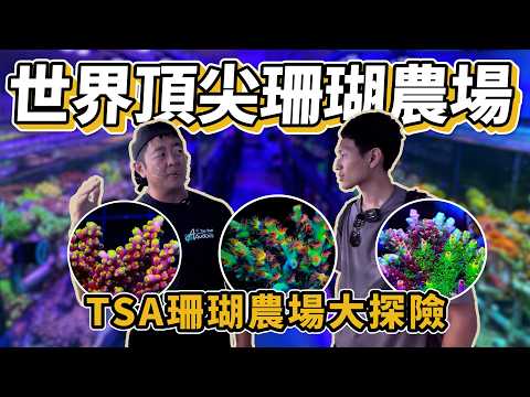 【藍箱水族】美國精品珊瑚農場~大探險！Top Shelf Aquatics繁殖後場大公開！頂尖珊瑚繁殖的教科書 Deep tour in TSA Coral farm with Frank(CC)