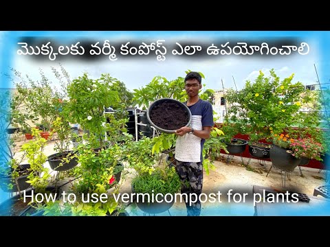 How to use Vermicompost for plants మొక్కలకు వర్మీ కంపోస్ట్ ఎలా ఉపయోగించాలి