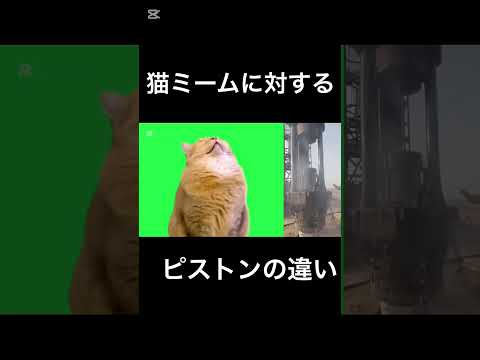 猫ミームに対するピストンの違い #cat #猫ミーム #ミーム #shorts #shortvideo