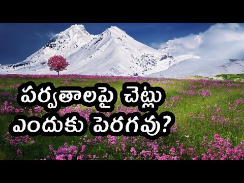 Why don't trees grow on mountains? - పర్వతాలపై చెట్లు ఎందుకు పెరగవు?