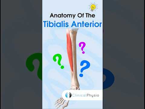 Tibialis Anterior Anatomy #anatomy #physiotherapy #physicaltherapy #tibialisanterior