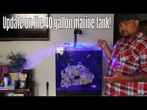 Update on the 40 gallon marine tank