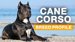 Cane Corso | Italian Mastiff Dogs 101: Everything You Need To Know - Is It the Right Dog for You?