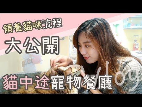 【Vlog】超多貓貓的貓中途寵物餐廳！領養貓咪流程大公開！