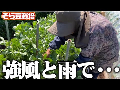 【１本１本愛情を持って立て直します】ダメージを受けたソラマメ【そら豆】