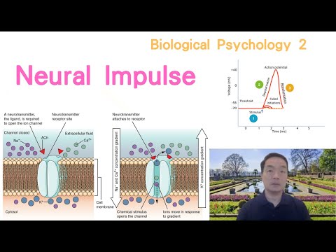 (Eng) Biological Psychology 02: Neural Impulse #actionpotential