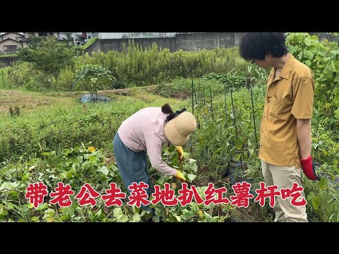 日本生活vlog/帶日本老公去草菜地翻紅薯藤，順便扒一把杆子回家炒一盤菜