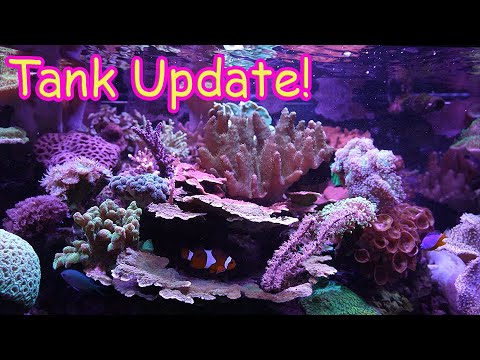 Update on all 3 of my Reef Tanks!