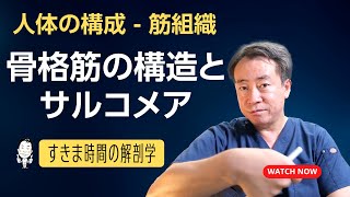 骨格筋の組織構造とサルコメア【 #かずひろ先生 #解剖学 】